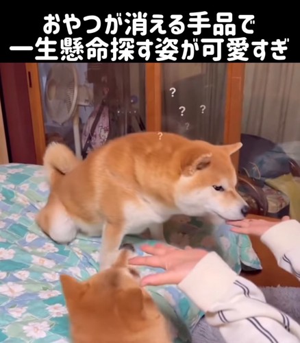 不思議そうな柴犬