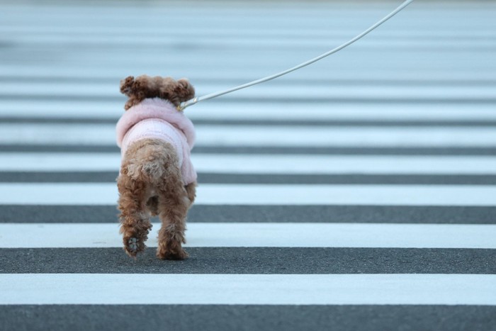 歩道を渡る犬の後ろ姿