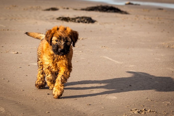 ブリアードの子犬