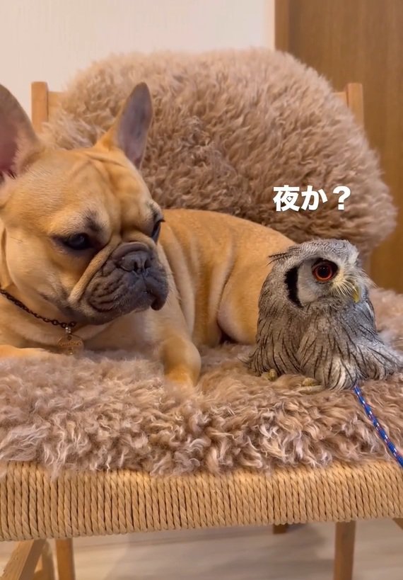 キョロキョロするはっさくくん