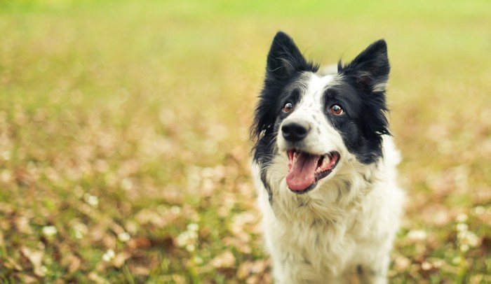屋外で過ごし息を切らす犬