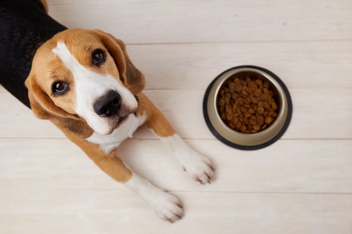 ごはんを食べない犬