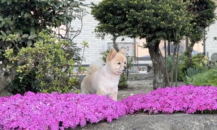 芝桜を前に、庭を眺める犬