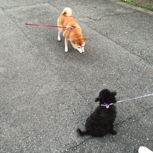 距離をとるエマさんと柴犬