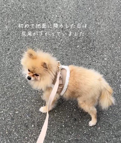 不安そうな顔で道路に立つ犬
