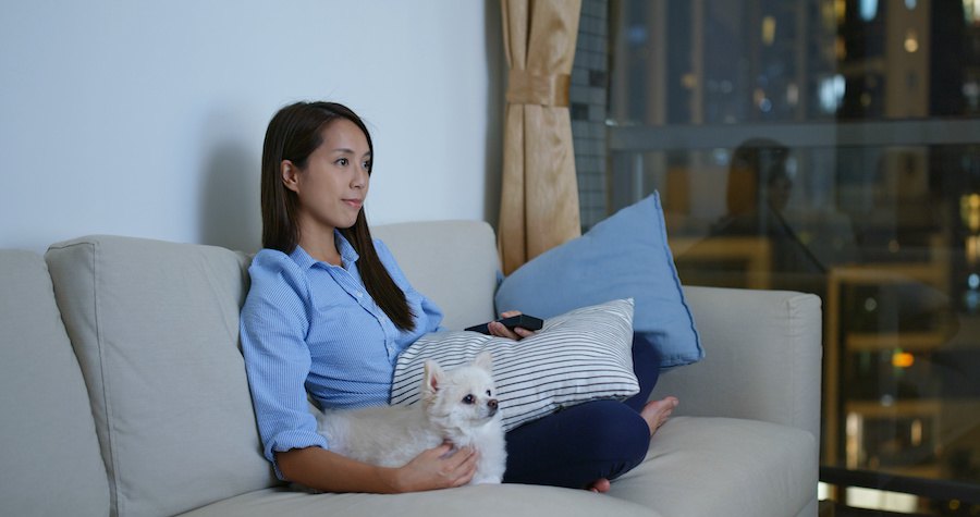 ソファーで一緒にテレビを見る女性とチワワ