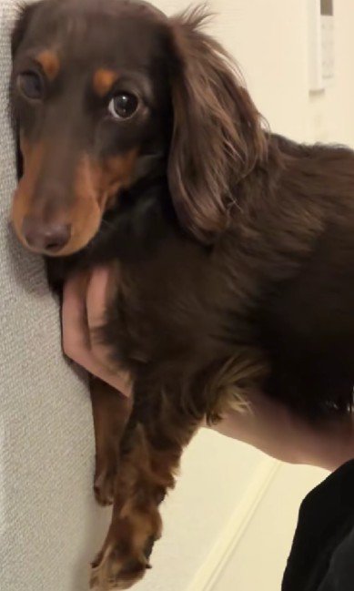 壁に押し付けられたエミリーちゃん