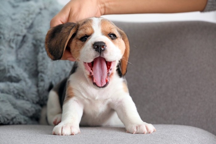 ビーグルの子犬