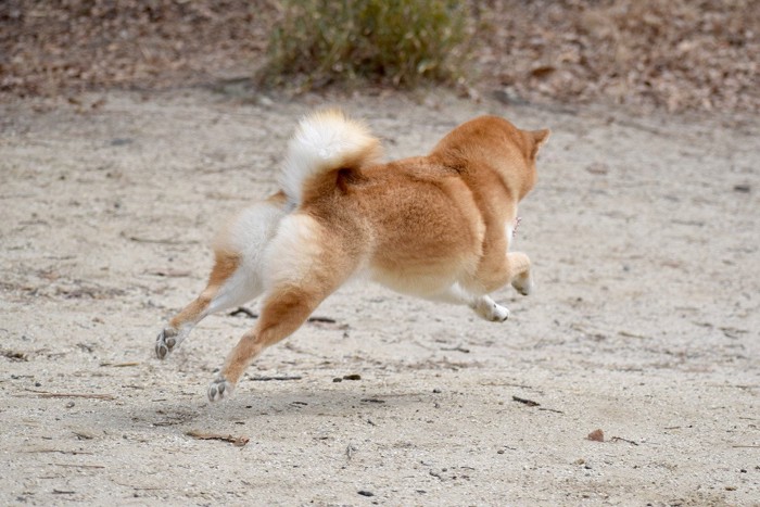 走っている犬の後ろ姿