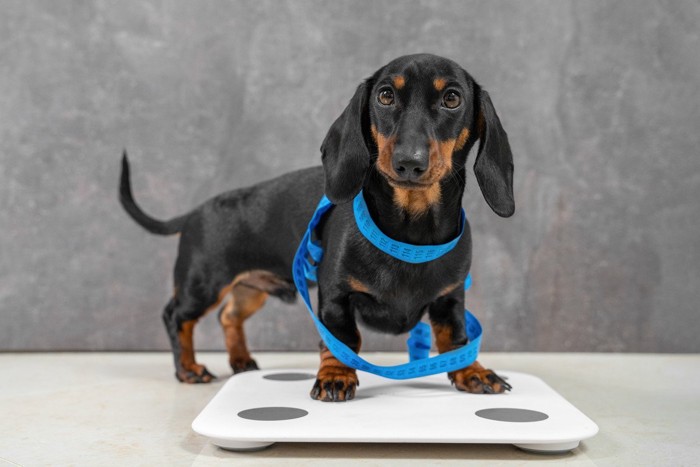 体重計に乗っている犬