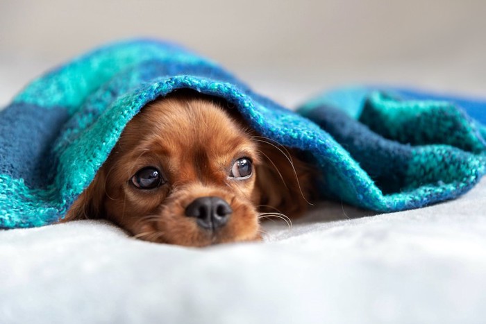 青いブランケットをかぶって顔を出している犬