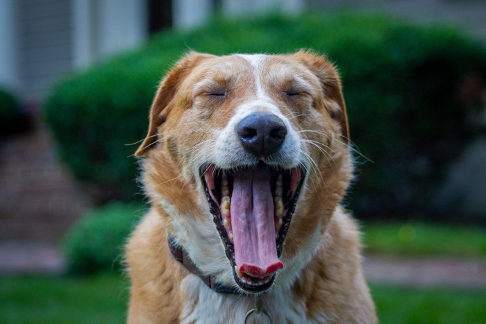 あくびをしている犬