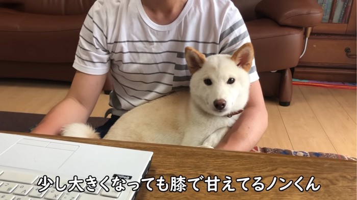 抱っこされる犬