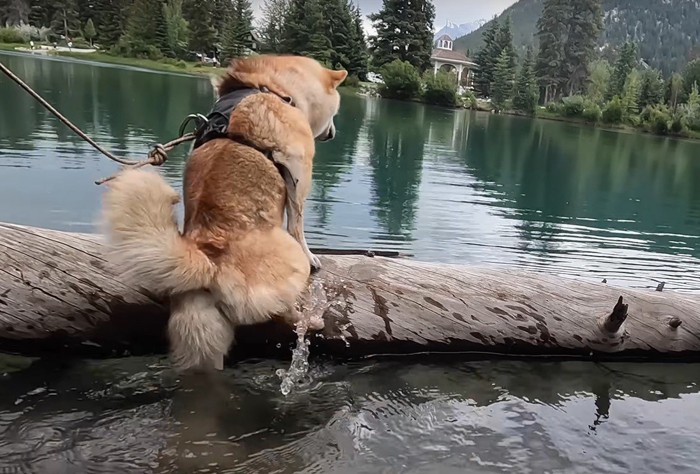 流木に登ろうとする犬の後ろ姿