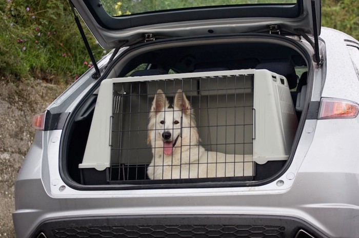 車に乗せられたケージの中の白い犬