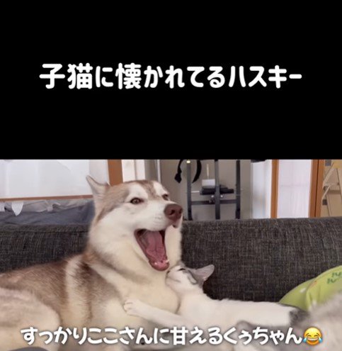 りりたん＆ここちゃん＆くぅちゃん2