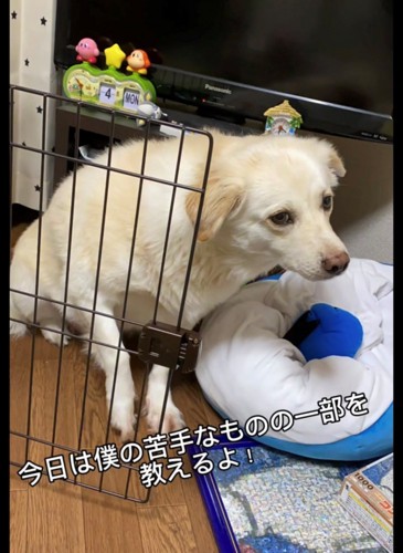 サークルの中から外を見つめる犬