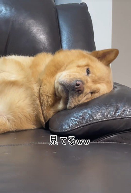 ぽぽ太くんの寝姿5