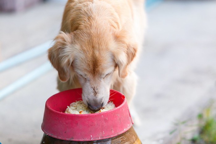 赤い器でごはんを食べる犬