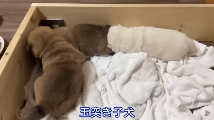 玉突き子犬たち