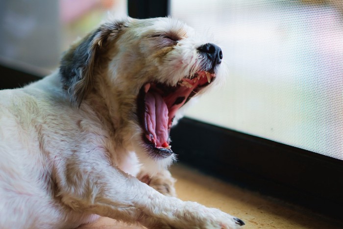 あくびをする犬