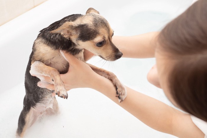 浴槽から出たがる犬、押さえる人