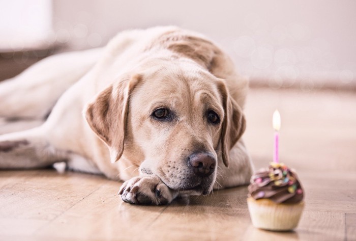 ケーキと犬