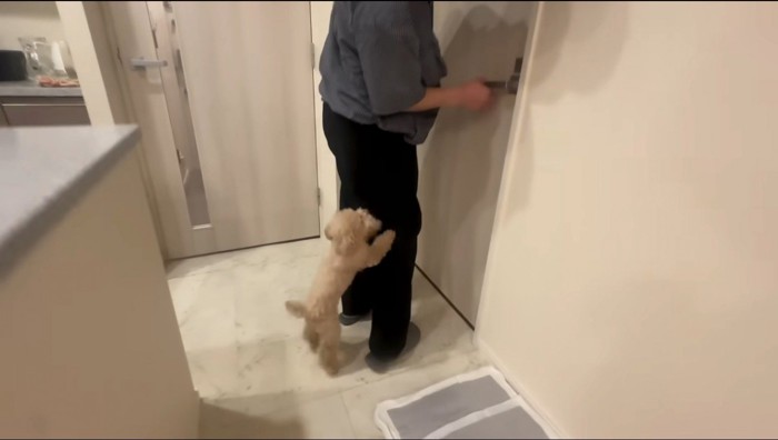 扉を開ける男性の足に飛びつく犬