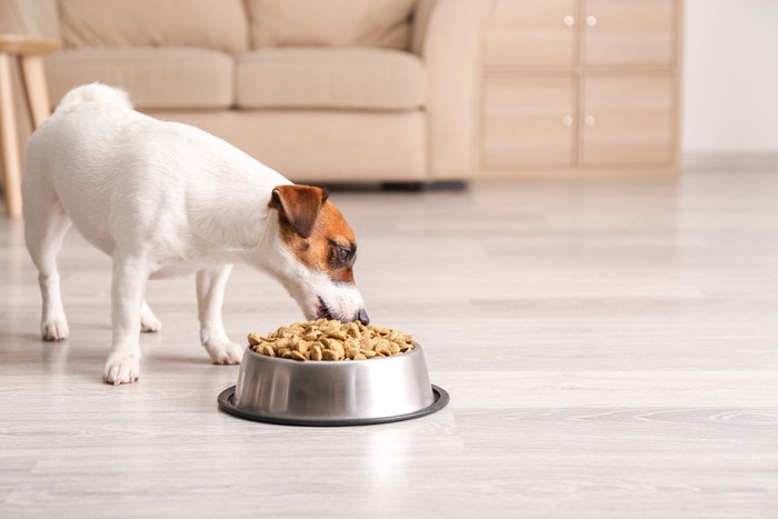 山盛りのフードを食べている犬