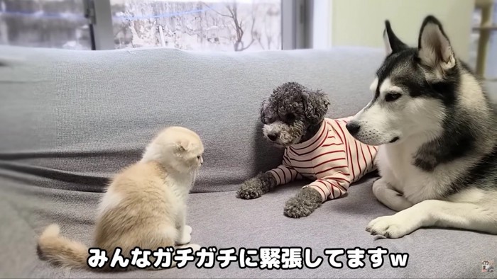 じゅんちゃんが仲間入り