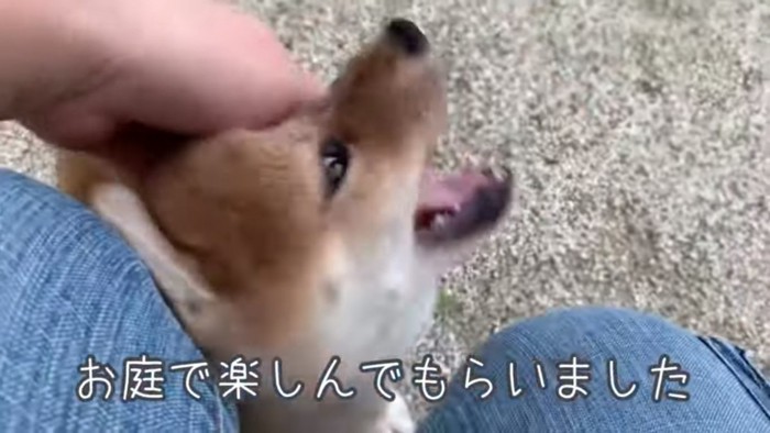 撫でられるひなたちゃん