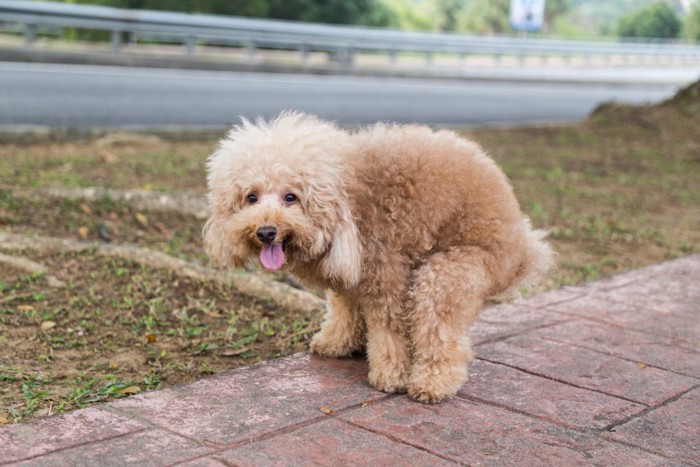 排泄する犬