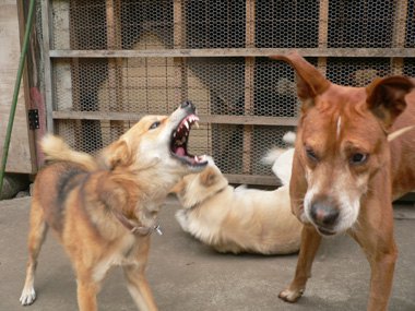 吠える犬