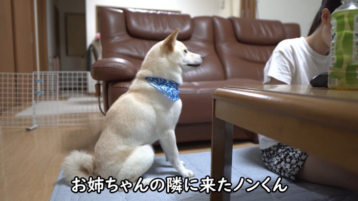 お姉ちゃんの隣にお座り