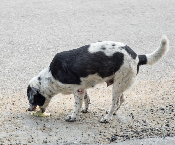 嘔吐する犬