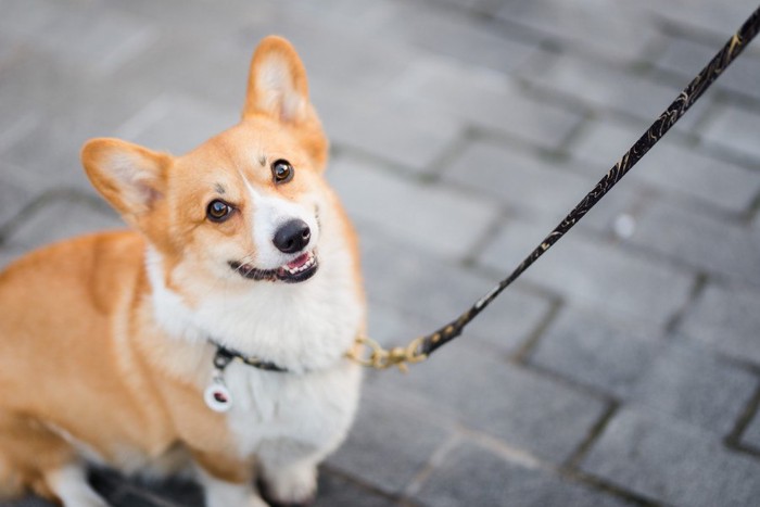 散歩中に見つめる犬