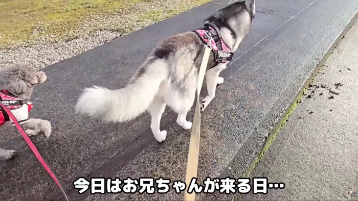 お散歩中のはっちゃんときゅうちゃん