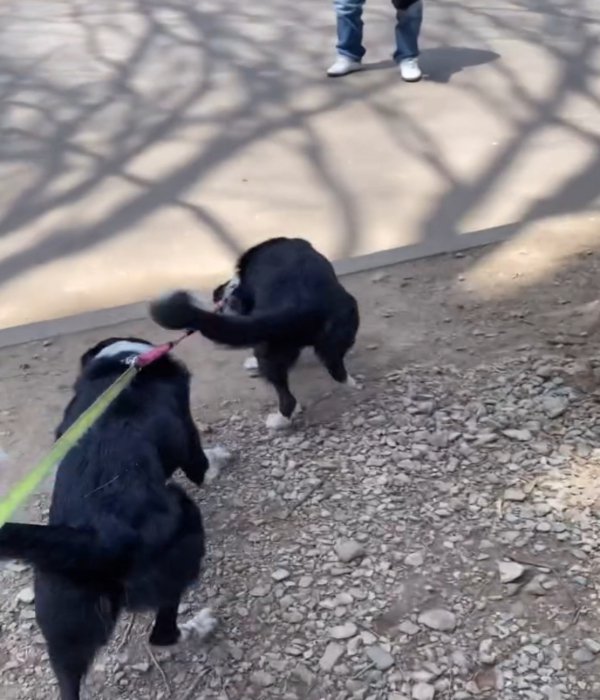 走る2匹の犬2