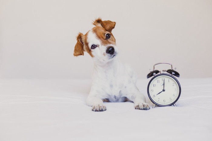 時計と首をかしげる犬