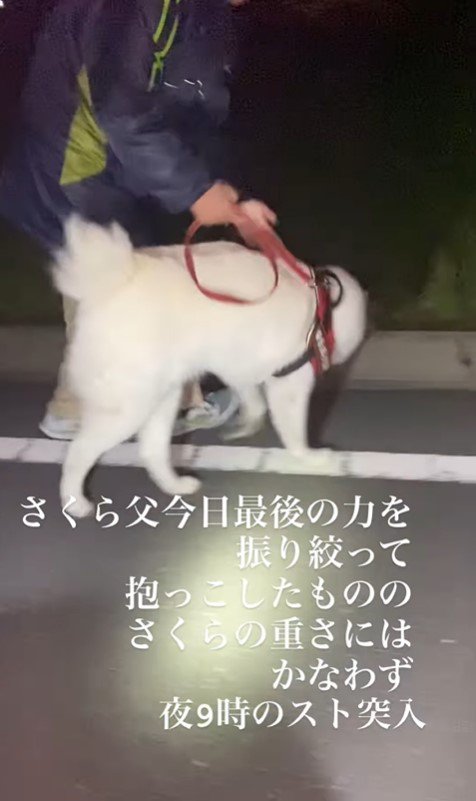 さくらちゃんの帰宅拒否6