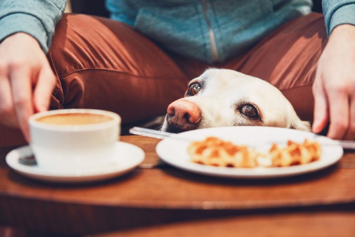 テーブルの上を眺める犬