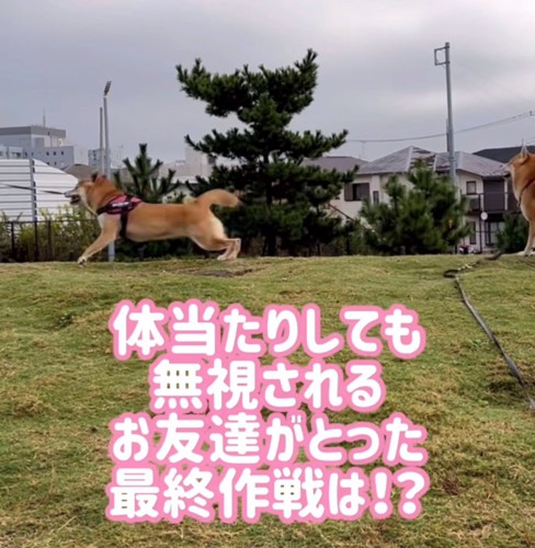 逃げる柴犬とそれを見る柴犬