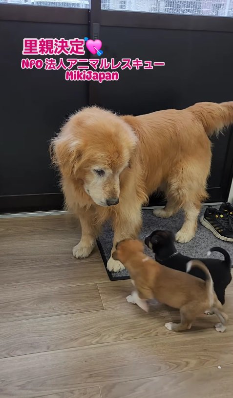 子犬たちにも優しい