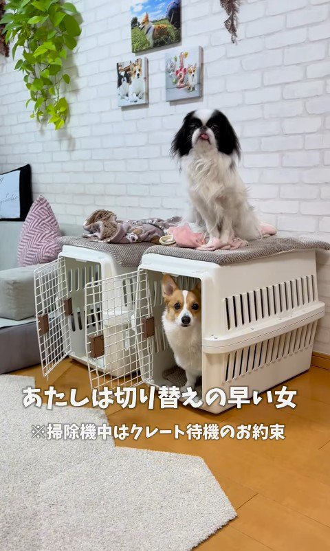 お兄ちゃんが学校に行った後のココちゃん＆ナッツちゃん⑩
