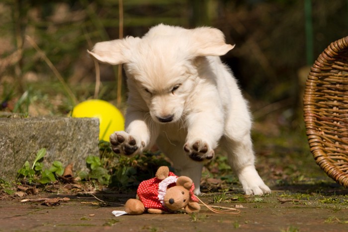 ぬいぐるみの上でジャンプする犬