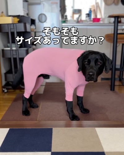 困惑した様子の犬