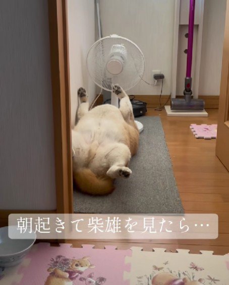 仰向けでお昼寝中