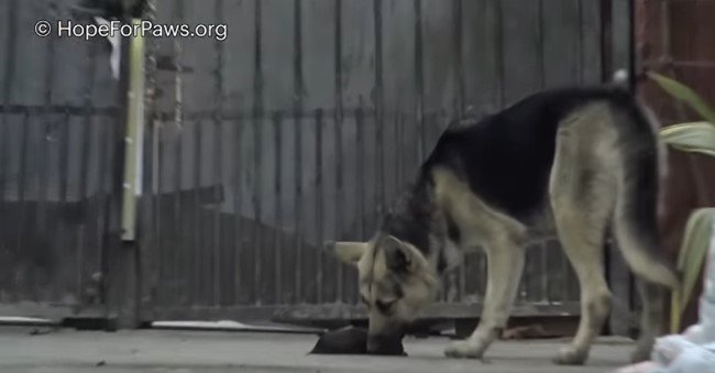 子犬の体をなめる犬