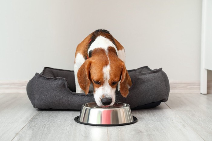 水を飲んでいる犬
