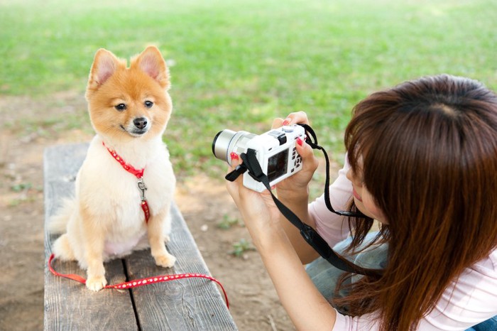 ベンチにお座りする犬にカメラを向ける女性